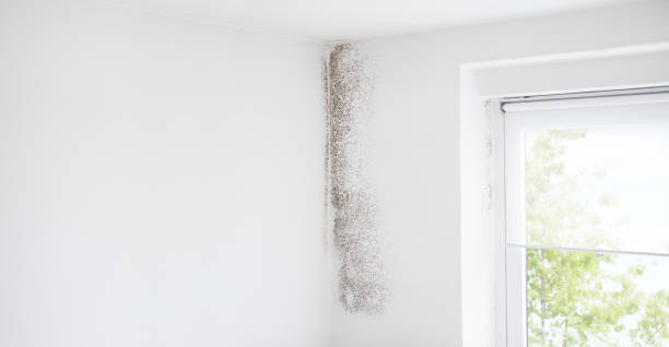  , USA Mold Removal Pros